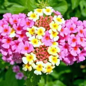 Lantana Ham & Eggs Live Plant Set - 3 Pack, 4-6" Tall, Bare Root, Outdoor Perennial - Image 2