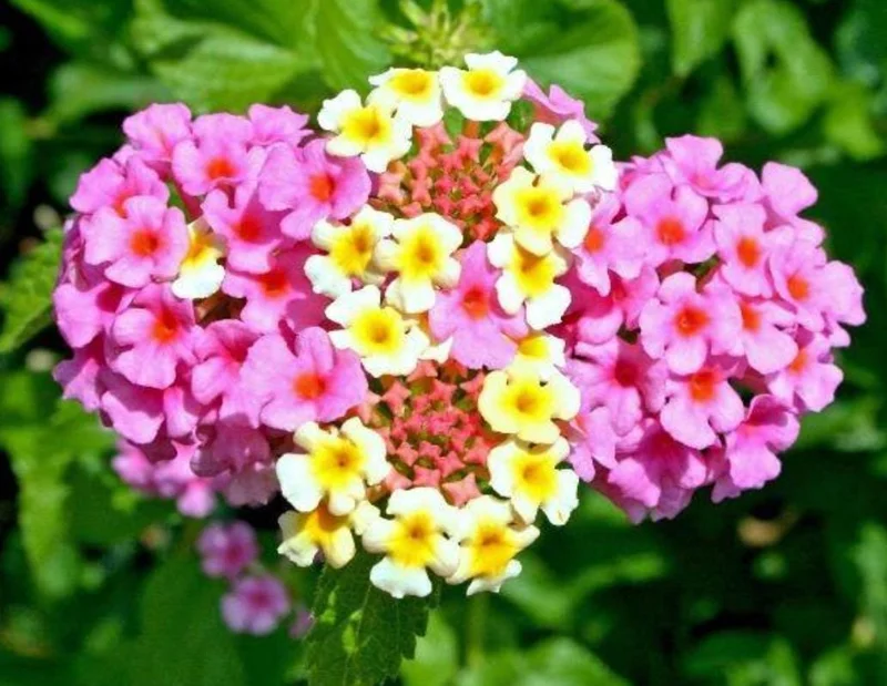 Lantana Ham & Eggs Live Plant Set - 3 Pack, 4-6" Tall, Bare Root, Outdoor Perennial - Image 2