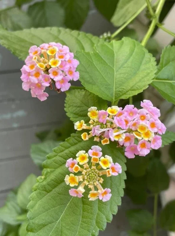 Lantana Ham & Eggs Live Plant Set - 3 Pack, 4-6" Tall, Bare Root, Outdoor Perennial - Image 3