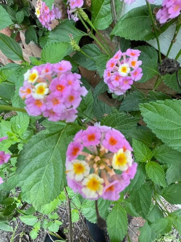 Lantana Ham & Eggs Live Plant Set - 3 Pack, 4-6" Tall, Bare Root, Outdoor Perennial - Image 4