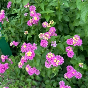 Lantana Ham & Eggs Live Plant Set - 3 Pack, 4-6