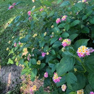 Lantana Ham & Eggs Live Plant Set - 3 Pack, 4-6