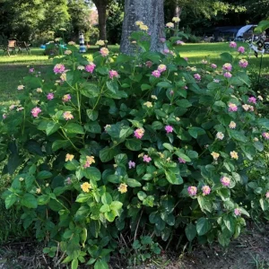 Lantana Ham & Eggs Live Plant Set - 3 Pack, 4-6