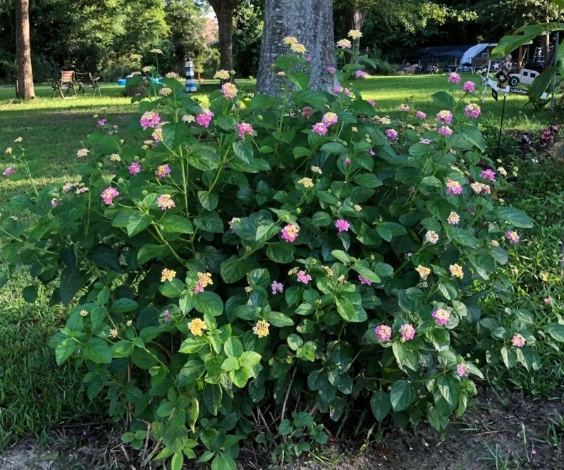 Lantana Ham & Eggs Live Plant Set - 3 Pack, 4-6" Tall, Bare Root, Outdoor Perennial - Image 7