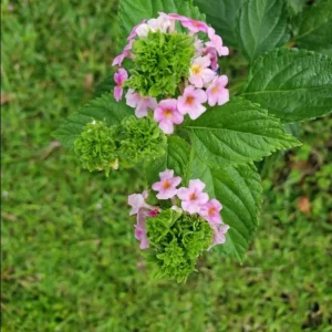 Lantana Ham & Eggs Live Plant Set - 3 Pack, 4-6