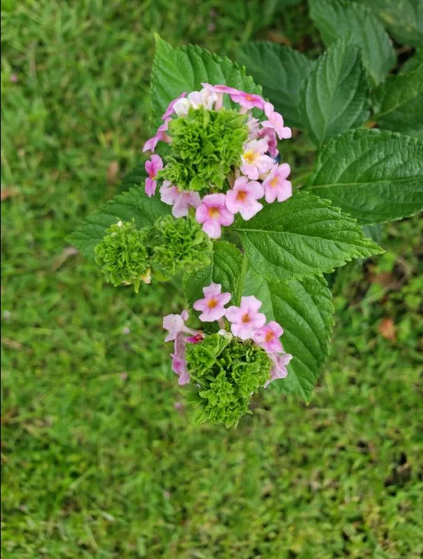Lantana Ham & Eggs Live Plant Set - 3 Pack, 4-6" Tall, Bare Root, Outdoor Perennial - Image 9