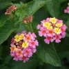 Lantana Ham & Eggs Live Plant Set - 3 Pack, 4-6" Tall, Bare Root, Outdoor Perennial - Image 1