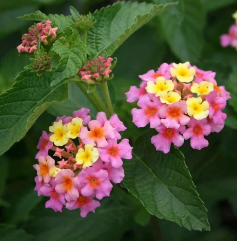 Lantana Ham & Eggs Live Plant Set - 3 Pack, 4-6" Tall, Bare Root, Outdoor Perennial - Image 1