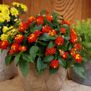 Lantana Salsa Live Plants Set of 2 - 4-6" Tall - Butterfly & Pollinator Friendly Flower Plant - Image 1