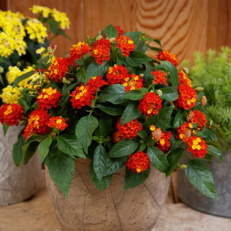 Lantana Salsa Live Plants Set of 2 - 4-6" Tall - Butterfly & Pollinator Friendly Flower Plant - Image 1