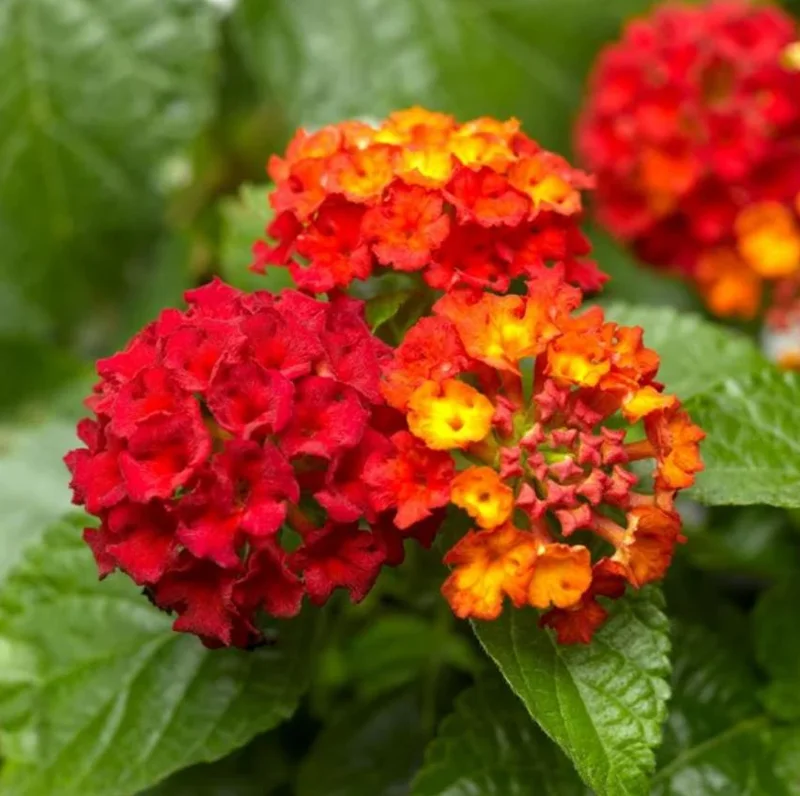 Lantana Salsa Live Plants Set of 2 - 4-6" Tall - Butterfly & Pollinator Friendly Flower Plant - Image 2