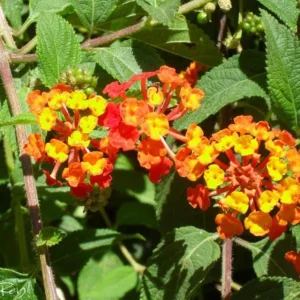 Lantana Salsa Live Plants Set of 2 - 4-6