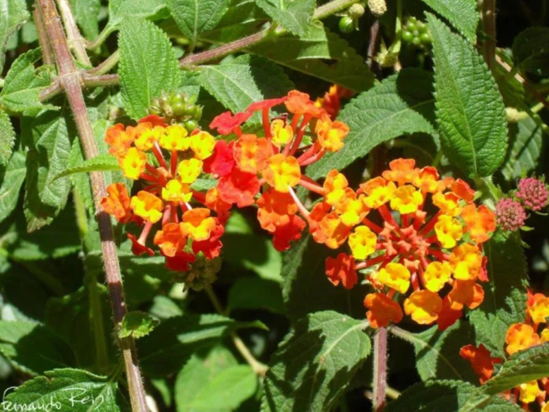 Lantana Salsa Live Plants Set of 2 - 4-6" Tall - Butterfly & Pollinator Friendly Flower Plant - Image 3