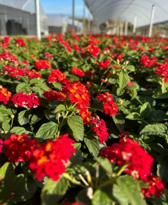 Lantana Salsa Live Plants Set of 2 - 4-6" Tall - Butterfly & Pollinator Friendly Flower Plant - Image 4