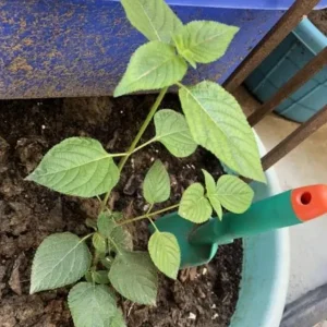 Lantana Salsa Live Plants Set of 2 - 4-6