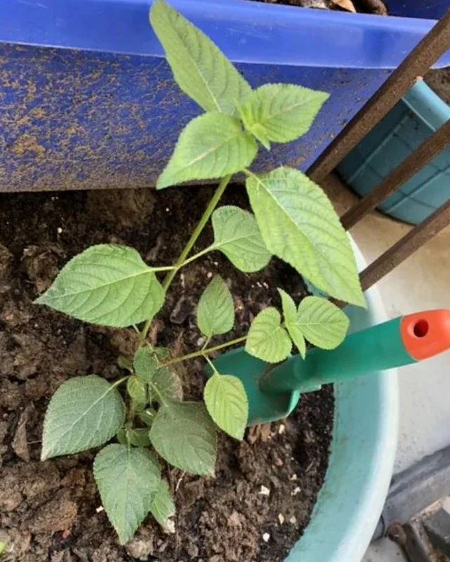 Lantana Salsa Live Plants Set of 2 - 4-6" Tall - Butterfly & Pollinator Friendly Flower Plant - Image 5