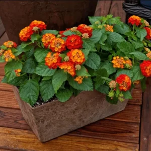 Lantana Salsa Live Plants Set of 2 - 4-6