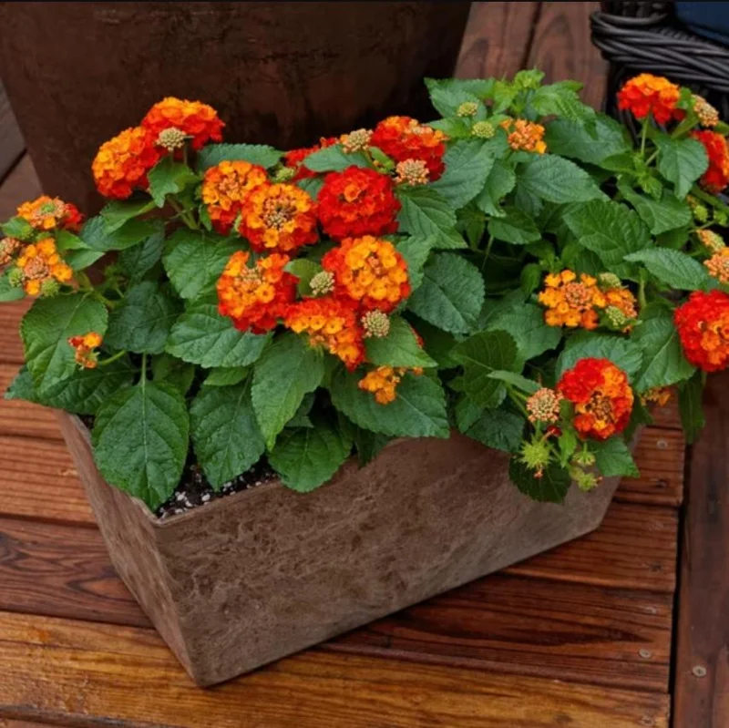 Lantana Salsa Live Plants Set of 2 - 4-6" Tall - Butterfly & Pollinator Friendly Flower Plant - Image 6