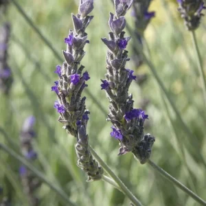 Lavender Live Plant Set of 2, 4-6 inches Tall, Fragrant, Bare Root, Outdoor - Image 4