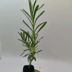 Lavender Live Plant Set of 2, 4-6 inches Tall, Fragrant, Bare Root, Outdoor - Image 6