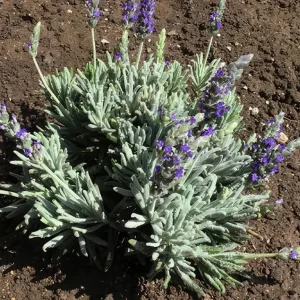 Lavender Live Plant Set of 2, 4-6 inches Tall, Fragrant, Bare Root, Outdoor - Image 7