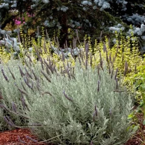 Lavender Live Plant Set of 2, 4-6 inches Tall, Fragrant, Bare Root, Outdoor - Image 1