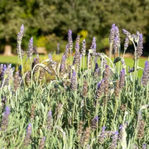 Lavender Live Plant Set of 2, 4-6 inches Tall, Fragrant, Bare Root, Outdoor - Image 9
