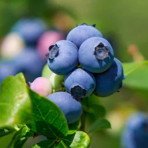 Legacy Blueberry Bush Live Plant – Southern Highbush – 4-8 Inch Starter - Image 3