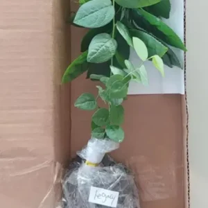 Legacy Blueberry Bush Live Plant – Southern Highbush – 4-8 Inch Starter - Image 7