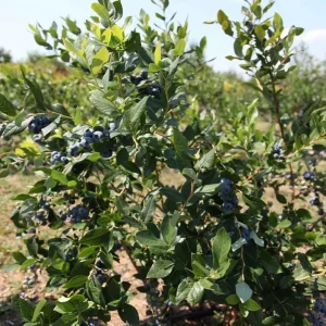 Legacy Blueberry Bush Live Plant – Southern Highbush – 4-8 Inch Starter - Image 8