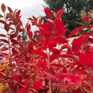 Legacy Blueberry Bush Live Plant – Southern Highbush – 4-8 Inch Starter - Image 9