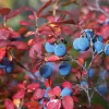 Legacy Blueberry Bush Live Plant – Southern Highbush – 4-8 Inch Starter - Image 1