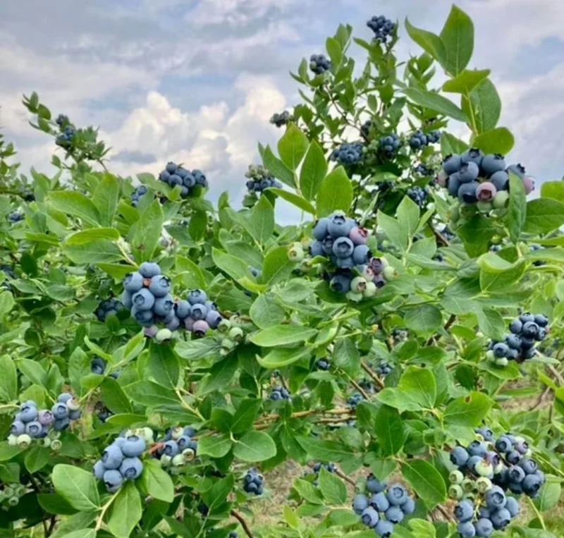 Legacy Blueberry Live Plants - Set of 2 - 4-6in Tall - Vaccinium corymbosum Northern Highbush - Image 2