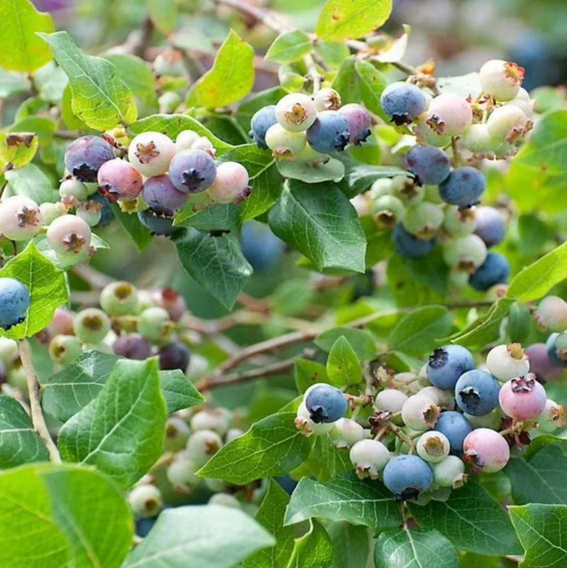 Legacy Blueberry Live Plants - Set of 2 - 4-6in Tall - Vaccinium corymbosum Northern Highbush - Image 3