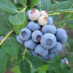 Legacy Blueberry Live Plants - Set of 2 - 4-6in Tall - Vaccinium corymbosum Northern Highbush - Image 4