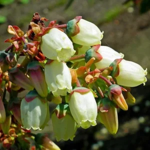 Legacy Blueberry Live Plants - Set of 2 - 4-6in Tall - Vaccinium corymbosum Northern Highbush - Image 5
