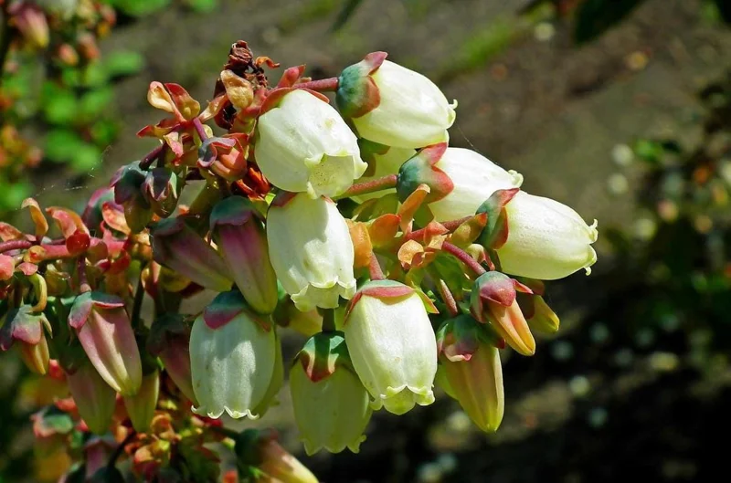 Legacy Blueberry Live Plants - Set of 2 - 4-6in Tall - Vaccinium corymbosum Northern Highbush - Image 5