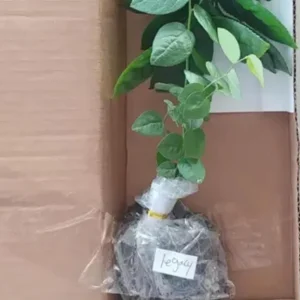 Legacy Blueberry Live Plants - Set of 2 - 4-6in Tall - Vaccinium corymbosum Northern Highbush - Image 6