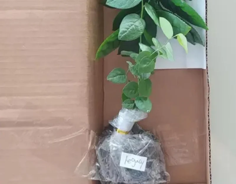 Legacy Blueberry Live Plants - Set of 2 - 4-6in Tall - Vaccinium corymbosum Northern Highbush - Image 6