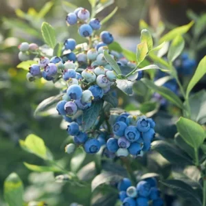 Legacy Blueberry Live Plants - Set of 2 - 4-6in Tall - Vaccinium corymbosum Northern Highbush - Image 7