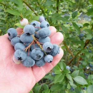 Legacy Blueberry Live Plants - Set of 2 - 4-6in Tall - Vaccinium corymbosum Northern Highbush - Image 8