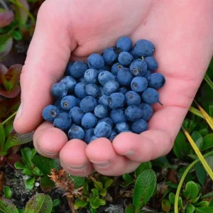 Legacy Blueberry Live Plants - Set of 2 - 4-6in Tall - Vaccinium corymbosum Northern Highbush - Image 9
