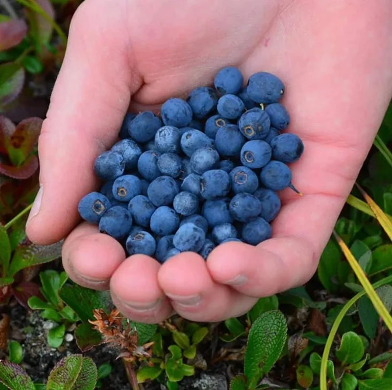 Legacy Blueberry Live Plants - Set of 2 - 4-6in Tall - Vaccinium corymbosum Northern Highbush - Image 9