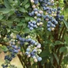 Legacy Blueberry Live Plants - Set of 2 - 4-6in Tall - Vaccinium corymbosum Northern Highbush - Image 1