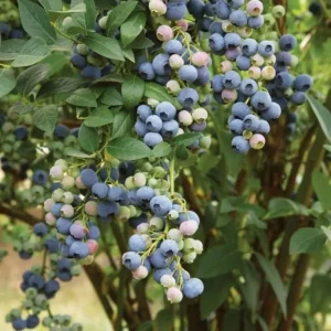 Legacy Blueberry Live Plants - Set of 2 - 4-6in Tall - Vaccinium corymbosum Northern Highbush - Image 1