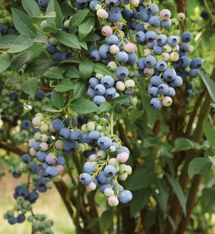 Legacy Blueberry Live Plants - Set of 2 - 4-6in Tall - Vaccinium corymbosum Northern Highbush - Image 1