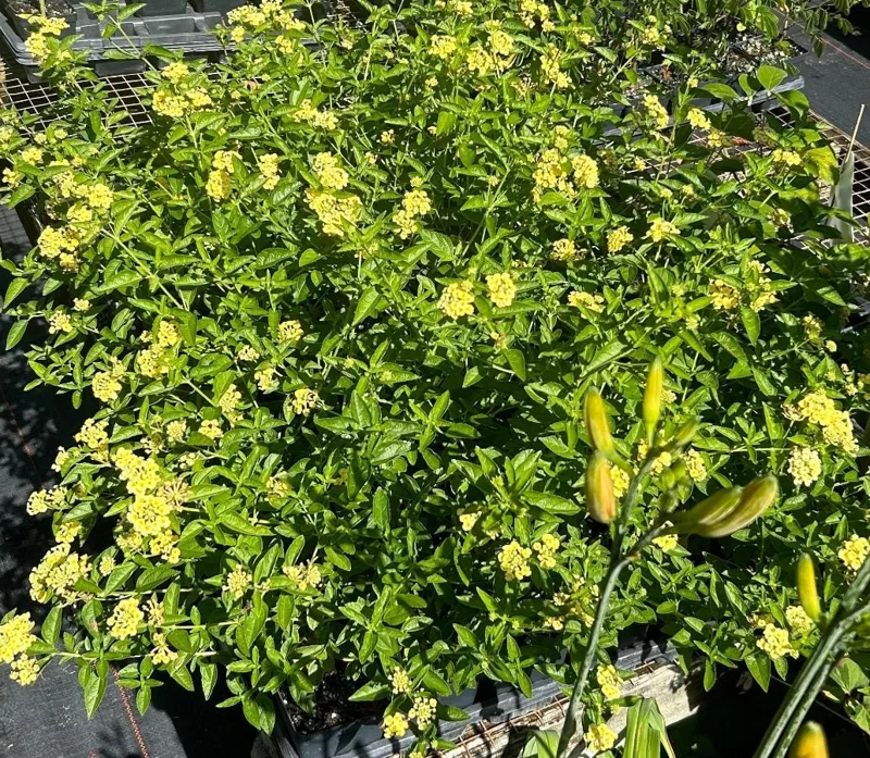 Lemon Drop Lantana Live Plants, Set of 2, 4-6 inches Tall, Attracts Pollinators - Image 2