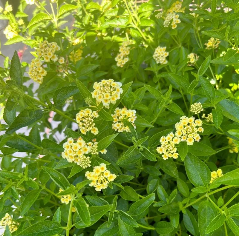 Lemon Drop Lantana Live Plants, Set of 2, 4-6 inches Tall, Attracts Pollinators - Image 3