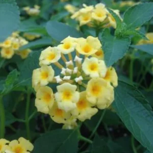 Lemon Drop Lantana Live Plants, Set of 2, 4-6 inches Tall, Attracts Pollinators - Image 5