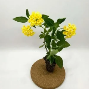 Lemon Drop Lantana Live Plants, Set of 2, 4-6 inches Tall, Attracts Pollinators - Image 6